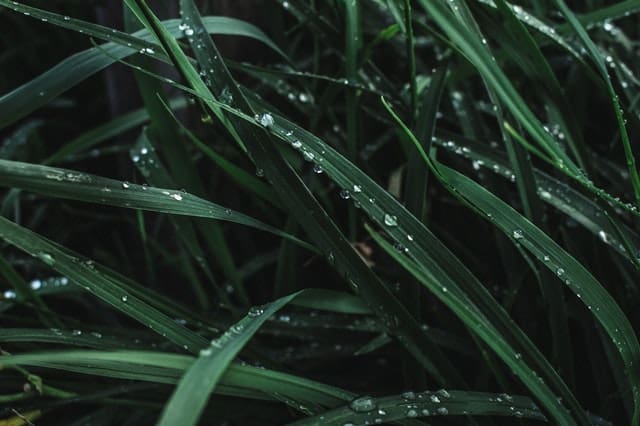 water drops on grass